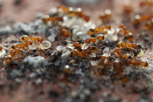 Temnothorax unifasciatus